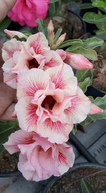 Rosey Variety Adenium Obesum Desert Rose Grafted Flowers Plant