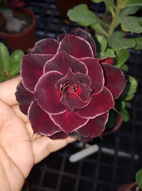 Rosey Variety Adenium Obesum Desert Rose Grafted Flowers Plant