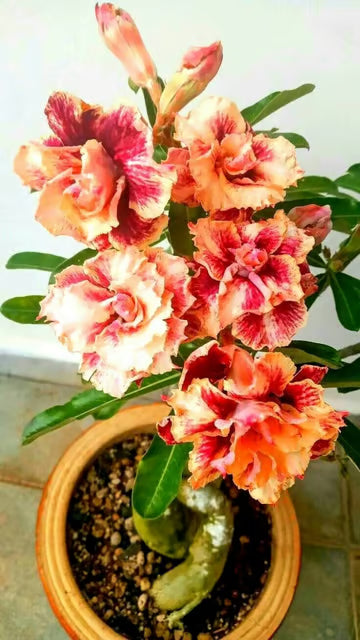 Rosey Variety Adenium Obesum Desert Rose Grafted Flowers Plant
