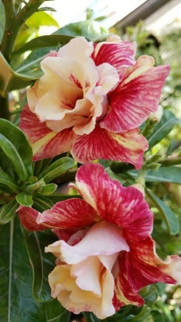 Rosey Variety Adenium Obesum Desert Rose Grafted Flowers Plant