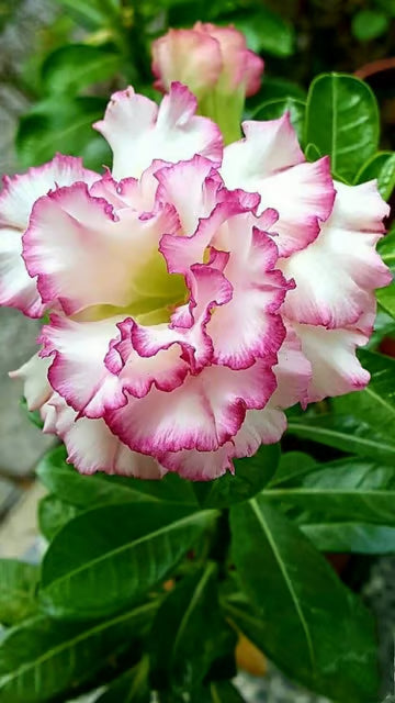 Rosey Variety Adenium Obesum Desert Rose Grafted Flowers Plant