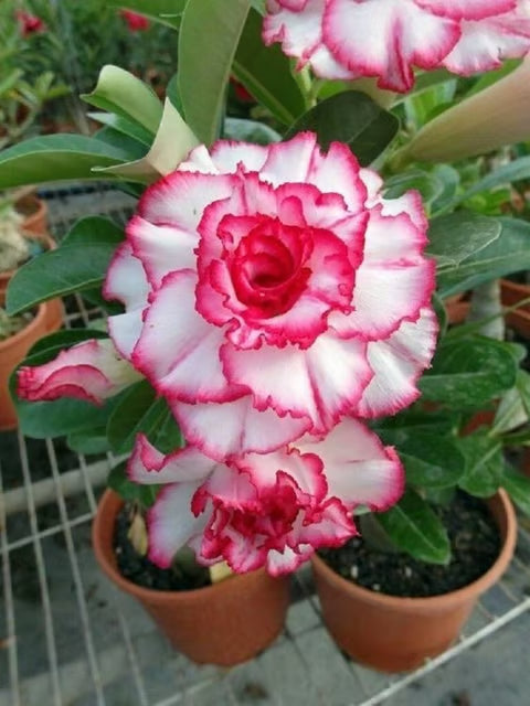Rosey Variety Adenium Obesum Desert Rose Grafted Flowers Plant