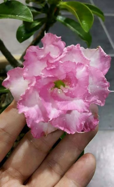 Rosey Variety Adenium Obesum Desert Rose Grafted Flowers Plant