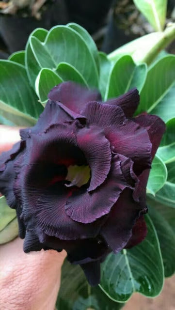 Rosey Variety Adenium Obesum Desert Rose Grafted Flowers Plant