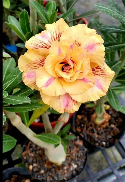 Rosey Variety Adenium Obesum Desert Rose Grafted Flowers Plant