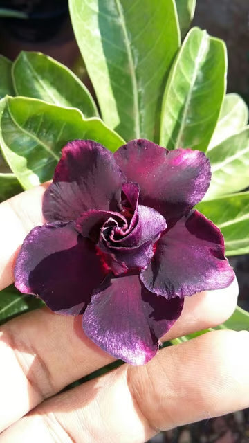 Rosey Verity Adenium Obesum Desert Rose Grafted Flowers Plant