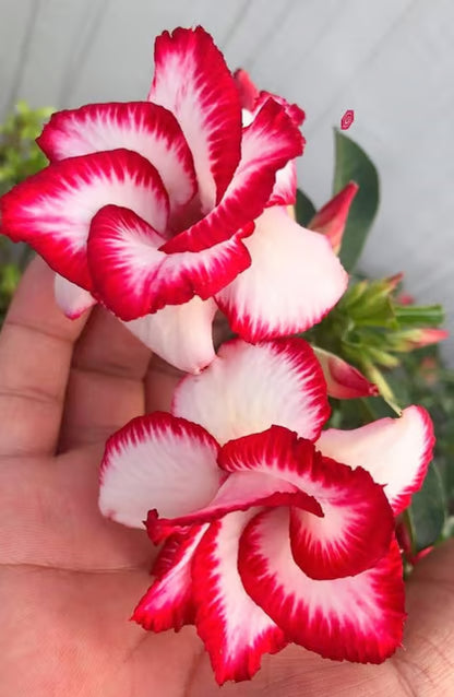 Rosey Variety Adenium Obesum Desert Rose Grafted Flowers Plant