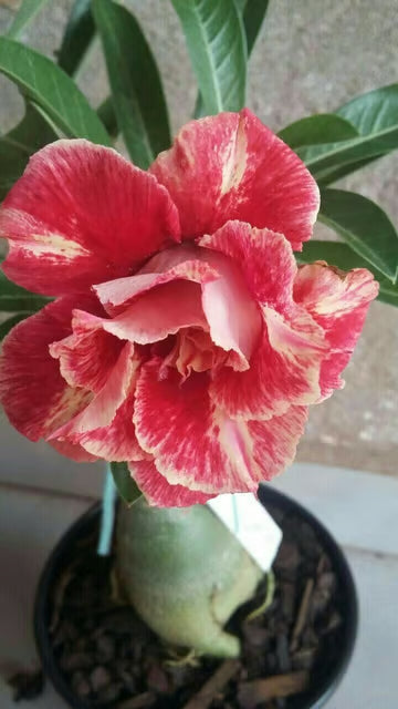 Rosey Variety Adenium Obesum Desert Rose Grafted Flowers Plant