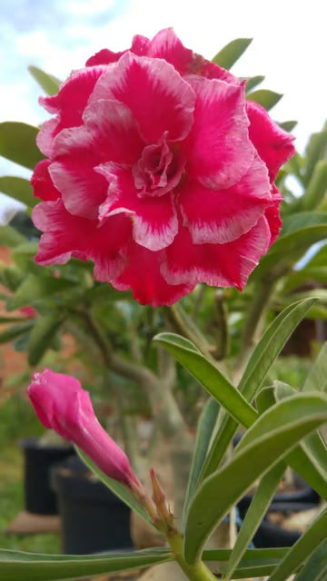 Rosey Variety Adenium Obesum Desert Rose Grafted Flowers Plant