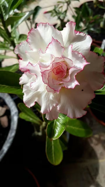 Rosey Variety Grafting Adenium Obesum Desert Rose Grafted Flowers Plant