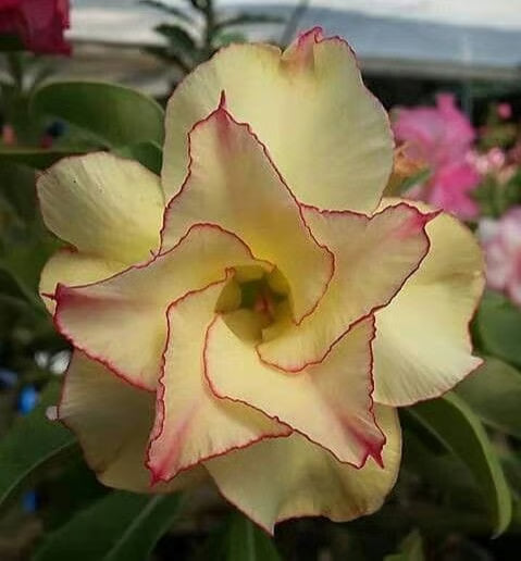 Rosey Variety Adenium Obesum Desert Rose Grafted Flowers Plant