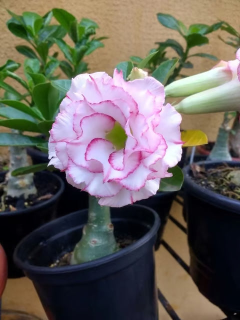 Rosey Variety Adenium Obesum Desert Rose Grafted Flowers Plant