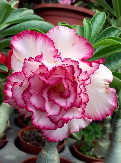 Rosey Variety Adenium Obesum Desert Rose Grafted Flowers Plant