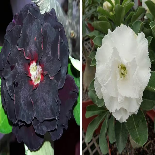 Adenium Obesum Desert Rose Grafted Flowers Plant (pack of 2)