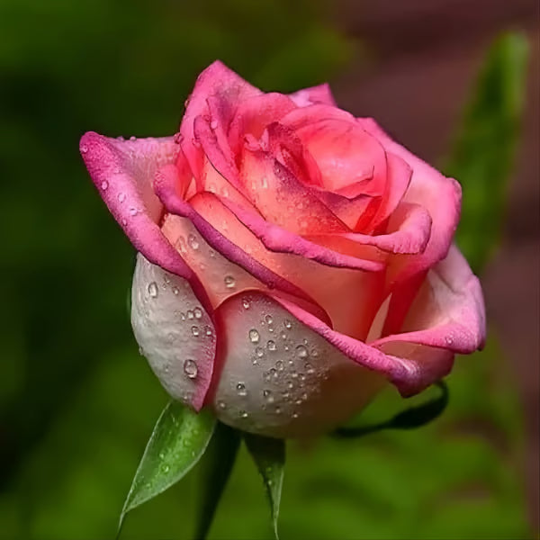 Salmon Pink Rose Fragrant Flower Plant