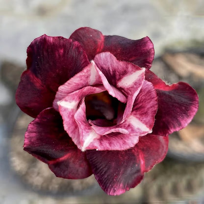 Adenium Obesum Desert Rose Grafted Flowers Plant (pack of 4)