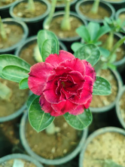 Adenium Obesum Desert Rose Grafted Flowers Plant (pack of 4)