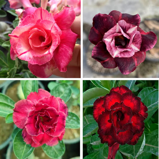 Adenium Obesum Desert Rose Grafted Flowers Plant (pack of 4)