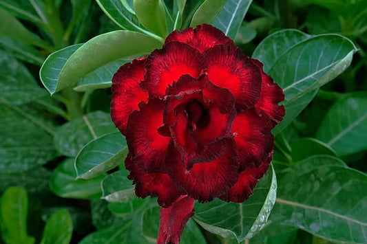 Adenium Obesum Desert Rose Grafted Flowers Plant (pack of 4)