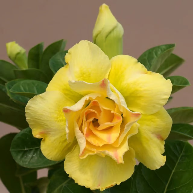 Rosey Variety Adenium Obesum Desert Rose Grafted Flowers Plant