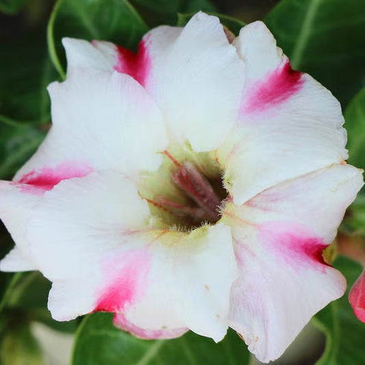 Rosey Variety Adenium Obesum Desert Rose Grafted Flowers Plant
