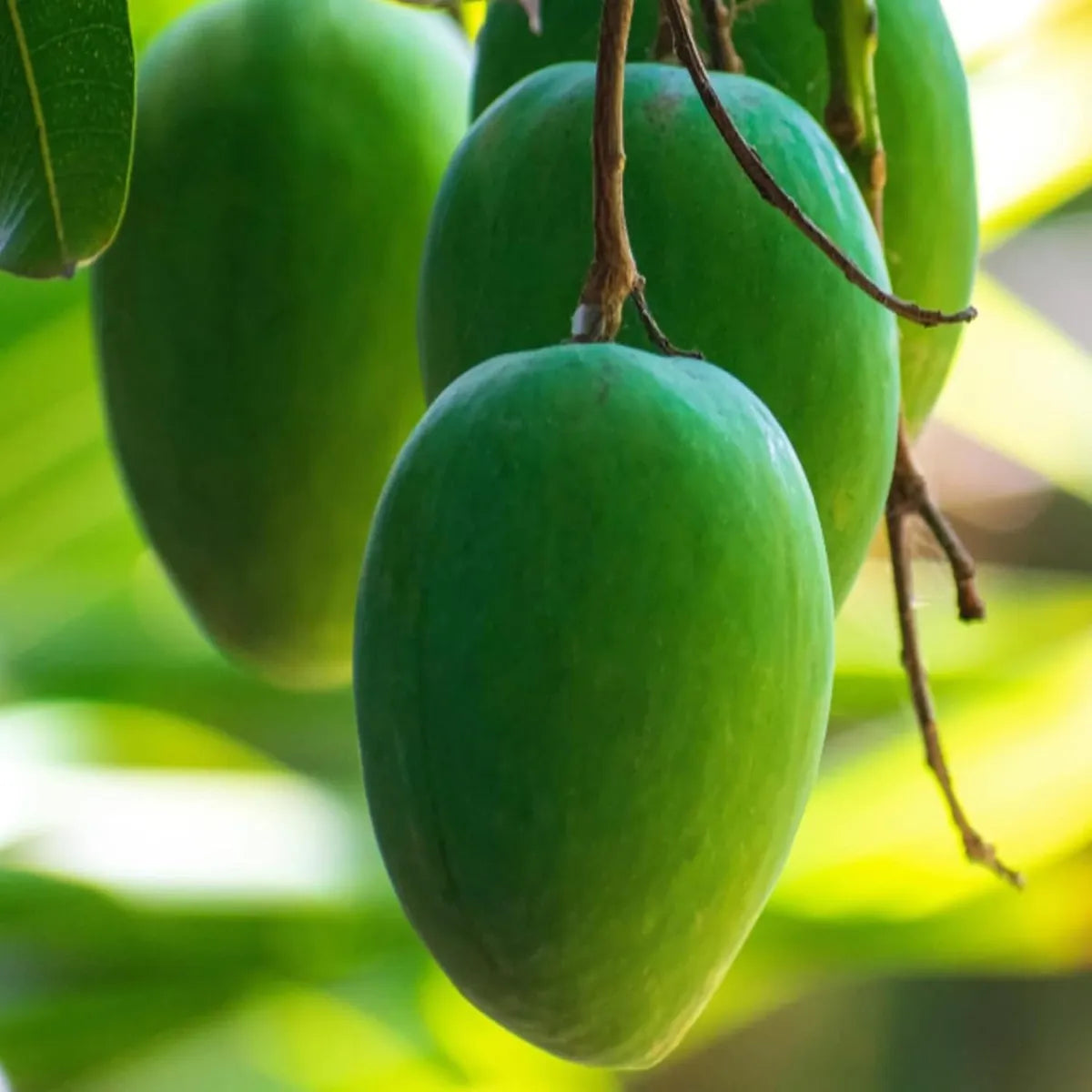 Jardalu Mango Grafted Hybrid Plant