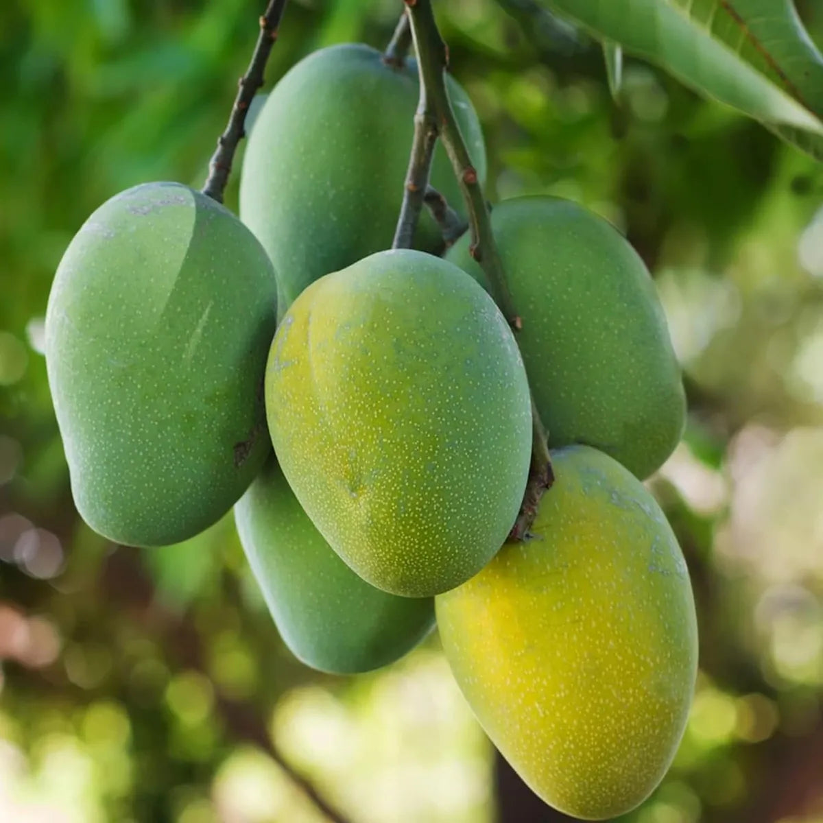 Jardalu Mango Grafted Hybrid Plant
