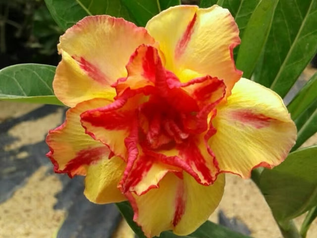 Adenium Obesum Desert Rose Grafted Flowers Plant (pack of 4)