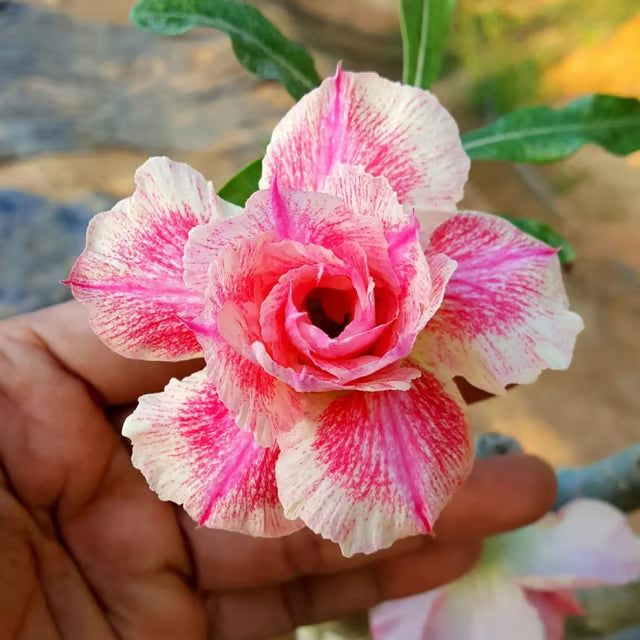 Adenium Obesum Desert Rose Grafted Flowers Plant (pack of 4)