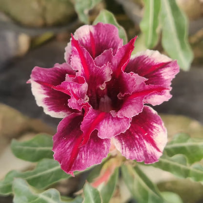 Adenium Obesum Desert Rose Grafted Flowers Plant (pack of 4)