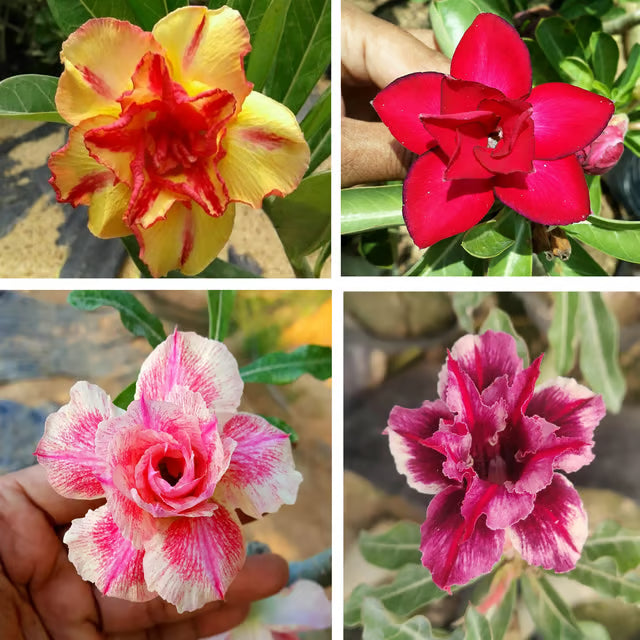 Adenium Obesum Desert Rose Grafted Flowers Plant (pack of 4)