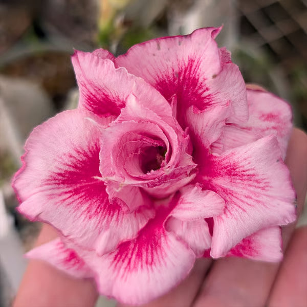 Rosey Variety Adenium Obesum Desert Rose Grafted Flowers Plant