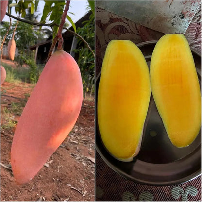 Red Ivory Mango Grafted Hybrid Plant