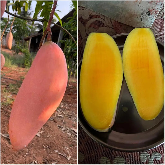 Red Ivory Mango Grafted Hybrid Plant