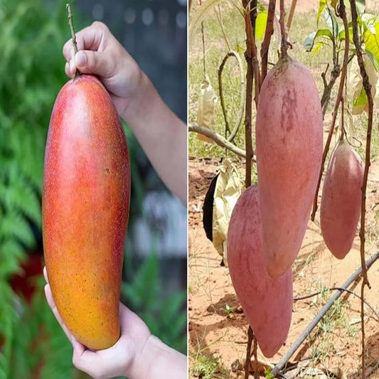 Red Ivory Mango Grafted Hybrid Plant