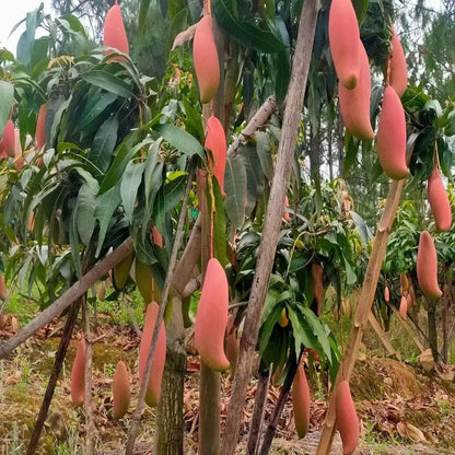 Red Ivory Mango Grafted Hybrid Plant