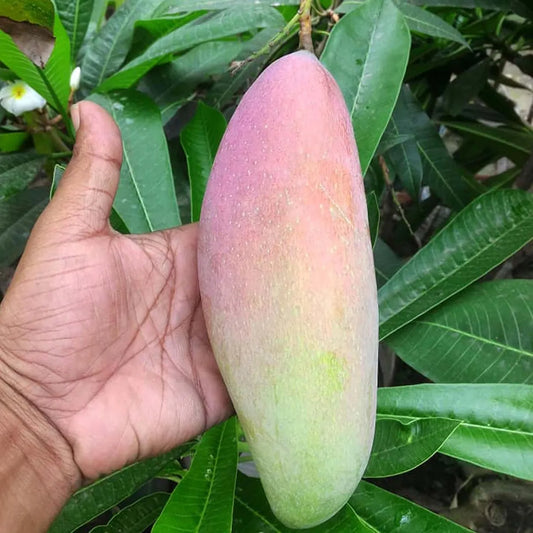 Thai Chiang Mai Mahachanok Mango Aam Grafted Fruit Plant