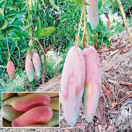 Thai Chiang Mai Mahachanok Mango Aam Grafted Fruit Plant