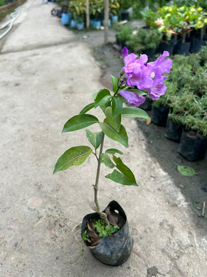 Garlic Vine Flower Plant