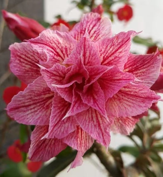 Rosey Verity Grafting Adenium Obesum Desert Rose Grafted Flowers Plant