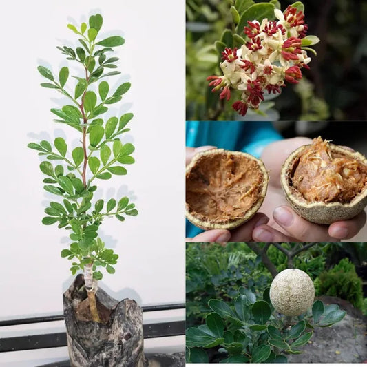 Imported Thai Wood Apple/Kotel Hybrid Grafted Plant