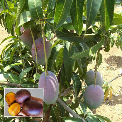 Pusa Arunika Mango Grafted Hybrid Plant