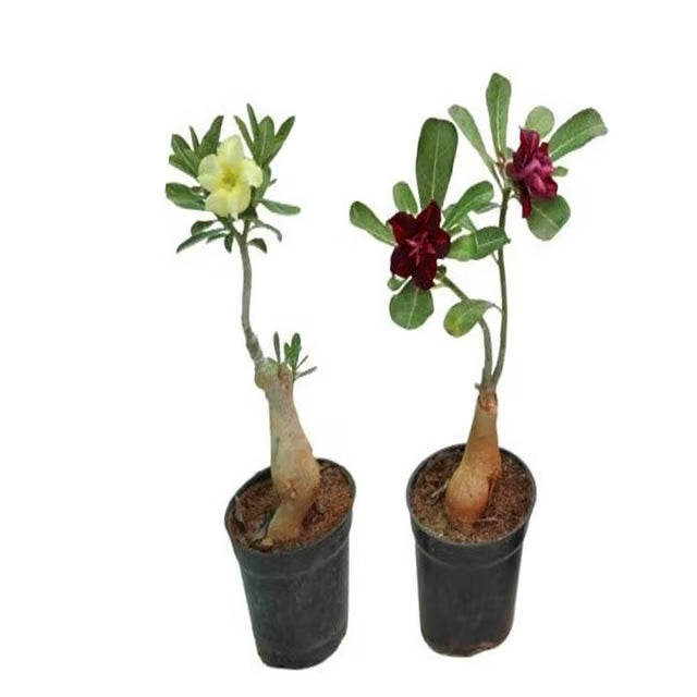 Adenium Obesum Desert Rose Grafted Flowers Plant (pack of 2)