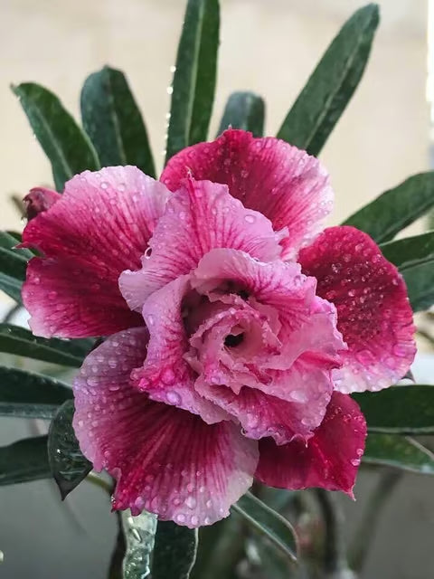 Rosey Variety Adenium Obesum Desert Rose Grafted Flowers Plant