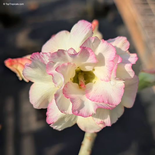 Rosey Variety Adenium Obesum Desert Rose Grafted Flowers Plant