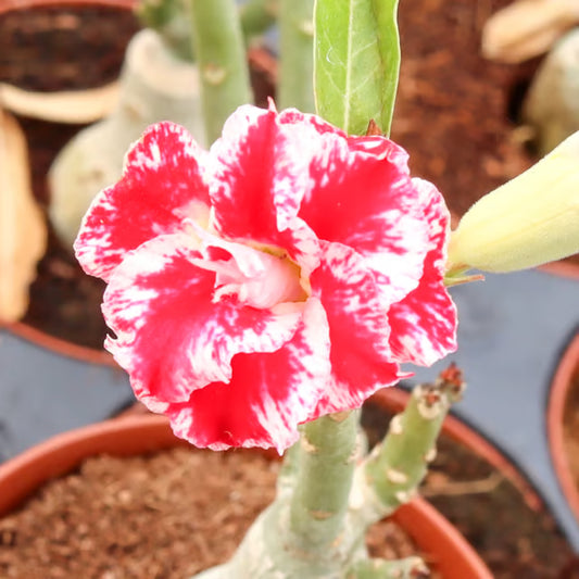 Hybrid Rosey Variety Adenium Obesum Desert Rose Grafted Flowers Plant