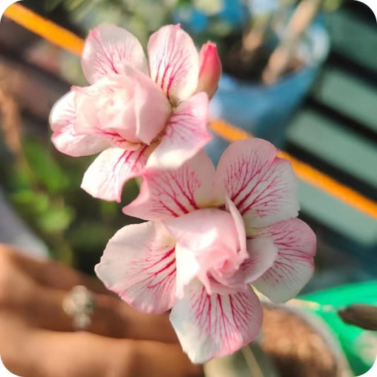 Hybrid Rosey Variety Adenium Obesum Desert Rose Grafted Flowers Plant